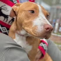 Thumbnail photo of Sadie & Winnie ‼️ BONDED ‼️ #3