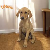 Thumbnail photo of Wizzer #1