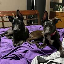 Thumbnail photo of Huck #2