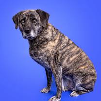 Thumbnail photo of Honey #2