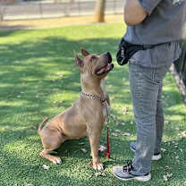 Thumbnail photo of Linnett - ECAS #2