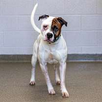 Thumbnail photo of Scooby #3