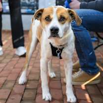 Thumbnail photo of JDawg #3