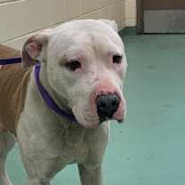 Thumbnail photo of Mister man #2