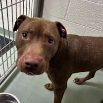 Thumbnail photo of Momo #2