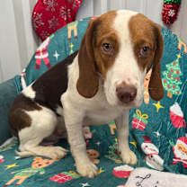 Thumbnail photo of Linus #1