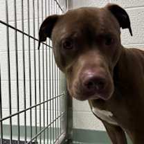 Thumbnail photo of Momo #3