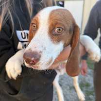 Thumbnail photo of Linus #2