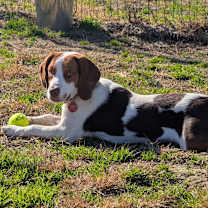 Thumbnail photo of Linus #4