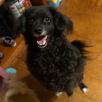 Thumbnail photo of Maggie #2