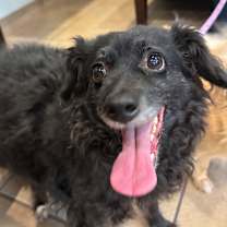 Thumbnail photo of Maggie #4