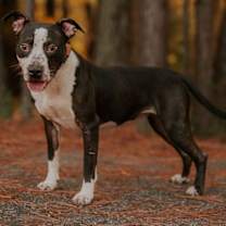 Thumbnail photo of 25-09-2710 Scarlett #1