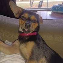 Thumbnail photo of Luna #2