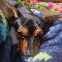 Thumbnail photo of Luna #3