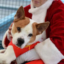 Thumbnail photo of Clove #3