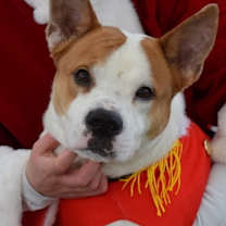 Thumbnail photo of Clove #4