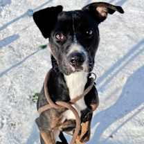 Thumbnail photo of Pegan #2