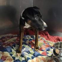 Thumbnail photo of Pegan #3