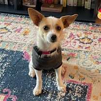 Thumbnail photo of Daisy #1