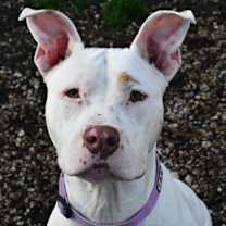 Thumbnail photo of Stella #1