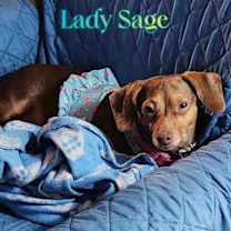 Thumbnail photo of Lady Sage #2