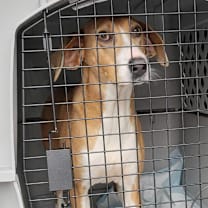 Thumbnail photo of Lola #2