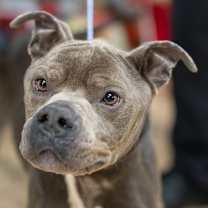 Thumbnail photo of GROOT-30341 #1