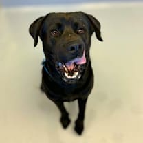 Thumbnail photo of Stuffing #2