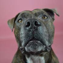 Thumbnail photo of Biggs #3