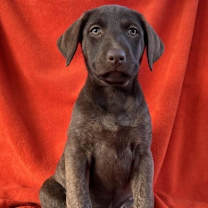 Thumbnail photo of Maverick or Mason or Myles #2