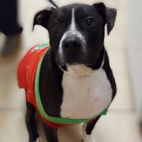 Thumbnail photo of Herschel #4