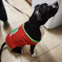 Thumbnail photo of Herschel #1