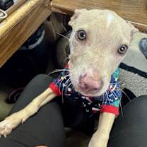 Thumbnail photo of Lolly #1