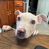 Thumbnail photo of Lolly #2