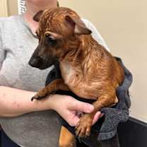 Thumbnail photo of Stitch #3