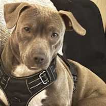 Thumbnail photo of Leo #1