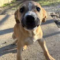 Thumbnail photo of Thackery #1