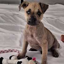 Thumbnail photo of Cap'n Crunch #4