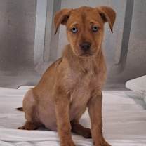 Thumbnail photo of Pebbles #4