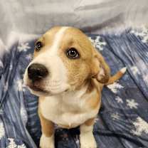 Thumbnail photo of Maddox JuM #1