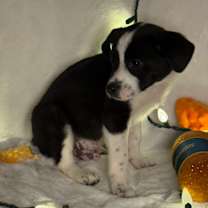 Thumbnail photo of Confetti #2