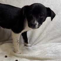 Thumbnail photo of Countdown #4