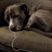 Thumbnail photo of Chop #2