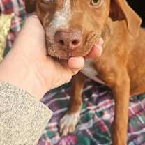 Thumbnail photo of Ivan Trixie #1