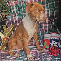 Thumbnail photo of Ivan Trixie #3