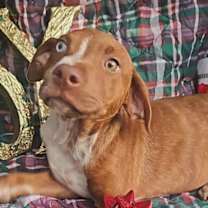 Thumbnail photo of Ivan Trixie #4