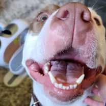 Thumbnail photo of Milo #2