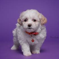 Thumbnail photo of Apple Butter #1