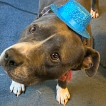 Thumbnail photo of Chop #3