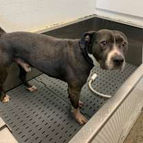 Thumbnail photo of Chop #4